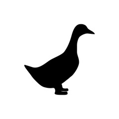 silhouette of a duck looking for food