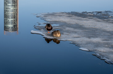 Two ducks on ice in the river in early spring.