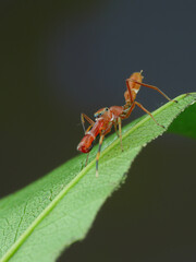 This image captures an ant-mimic jumping spider, likely Myrmarachne plataleoides, on a green leaf, 23 may 2025 Indonesia