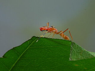 This image captures an ant-mimic jumping spider, likely Myrmarachne plataleoides, on a green leaf, 23 may 2025 Indonesia