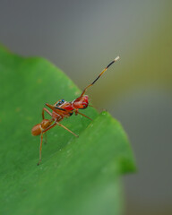 This image captures an ant-mimic jumping spider, likely Myrmarachne plataleoides, on a green leaf, 23 may 2025 Indonesia