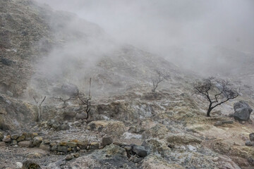 Volcanic landscape with steam and barren trees