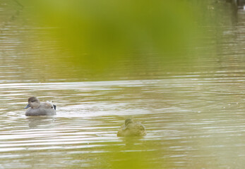 Fototapeta premium couple of gadwall ducks photographed between green leaves, two gadwall ducks on the pond between green bushes, idyllic scene with peaceful ducks, idyllic nature with waterfowl, Mareca strepera
