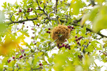 common rose gall wasps on hawthorn with red berries, rose gall wasp on a shrub with green leaves, crataegus, Diplolepis rosae, green leaves, red fruits