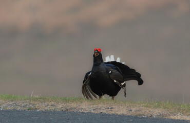 Black Grouse, Scientific name: Tetrao tetrix. black Grouse male or cockbird at dawn in Swaledale, North Yorkshire, UK, with open beak and displaying on managed grouse moorland.  Copy space