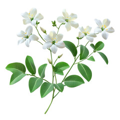 White jasmine blossoms on a leafy stem