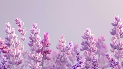 Naklejka premium Lavender flowers in bloom with soft purple lighting
