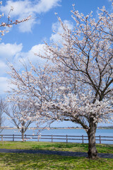 Obraz premium 満開の桜の花と湖山池 鳥取県 湖山池