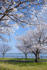 満開の桜の花と湖山池 鳥取県 湖山池