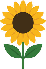 sunflower vector illustration