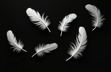 Obraz premium White feathers on black background. Soft fluffy bird feathers, symbol freedom, peace, purity. Lightness concept. Angelic feathers. Minimalist monochrome photo. Abstract art concept for design.
