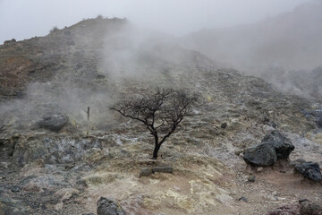 Lone Tree on a Rocky Mountain in a Foggy Landscape