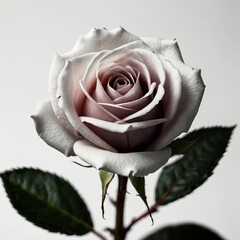 white rose isolated on white