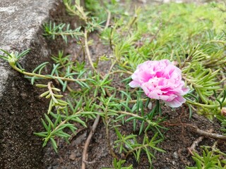 Close up of Portulaca flower. (Scientific name Portulaca oleracea)