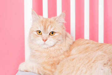 Red tabby cat lying on chair on pink background close-up side view.
