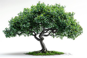 Pear Tree isolated on white background.