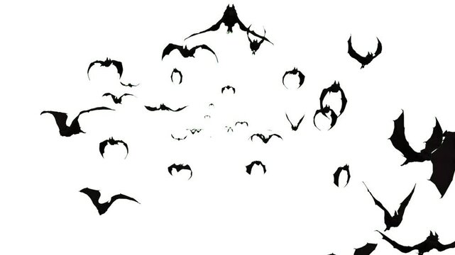 silhouette of flying black bats isolated on white