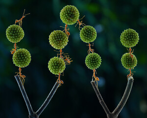 macro photograph displays multiple weaver ants(Oecophylla smaragdina)collaboratively carrying and arranging several green, spiky spherical objects, possibly plant seeds or fruits,23 may 2025 Indonesia