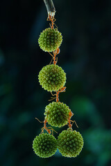 macro photograph displays multiple weaver ants(Oecophylla smaragdina)collaboratively carrying and arranging several green, spiky spherical objects, possibly plant seeds or fruits,23 may 2025 Indonesia