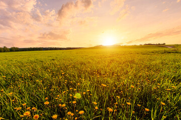 Bright vivid rural landscape at sunset, warm summer field with many yellow dandelion flowers for nature desktop background. Calm pastoral scenery for inspirational banner.