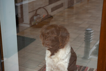 dog breed setter sitting on windowsill in front of window
