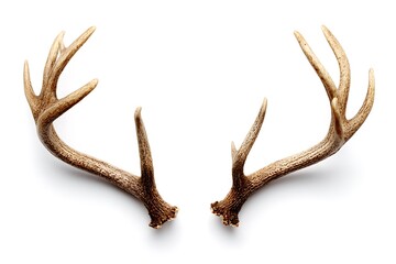 Reindeer horns, deer antlers isolated on White Background.