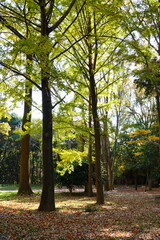 秋の森の中の木陰からの景色