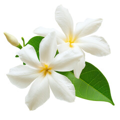 Fototapeta premium Close-up of two white plumeria flowers with leaves and bud