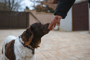 human hand play with  setter dog
