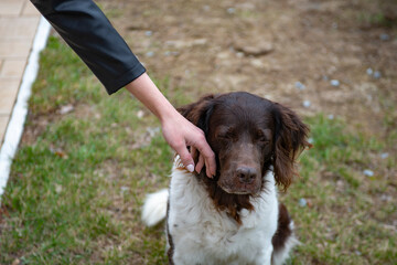 human hand play with  setter dog