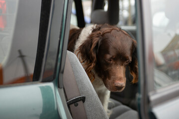 dog breed setter sitting in the car