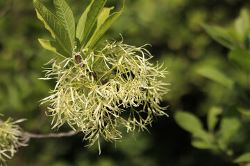 Chionanthus virginicus, genus Oleaceae. Lush flowering of the plant, close-up. Nature. Flowers are...