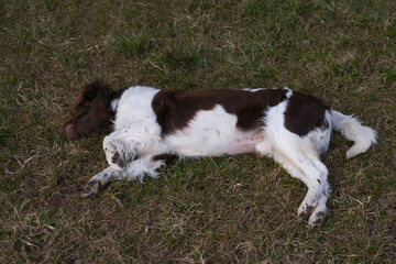 Setter dog playing on green grass on the lawn