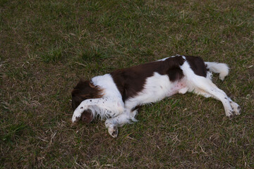 Setter dog playing on green grass on the lawn