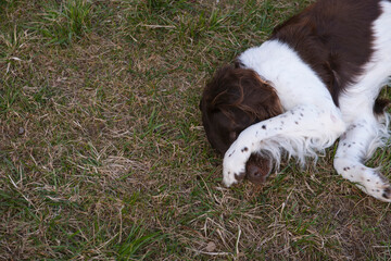 Setter dog playing on green grass on the lawn