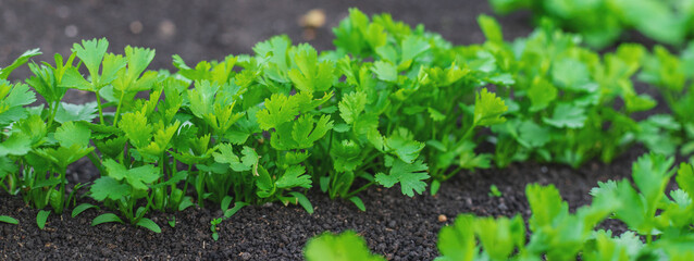 growing greens in the garden. Selective focus.