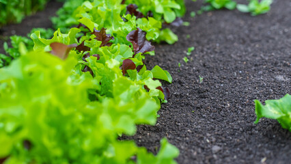 growing greens in the garden. Selective focus.