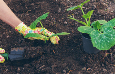 planting zucchini in the garden. Selective focus.