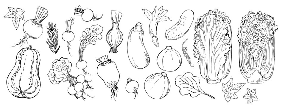 Sketch ink food vector. Vegetables outline line. Farm products. Cucumber, pumpkin, beetroot, zucchini, cabbage