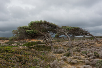 Olive trees bent by the force of the wind under a dark, threatening sky