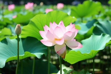 Obraz premium Lotus flower outdoors blossom nature.