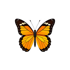 Fototapeta premium Beautiful colorful butterfly with spread wings, isolated insect design element, flying in spring or summer on white background 