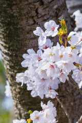 満開を迎えた桜の花 鳥取県 因幡千本桜 ソメイヨシノ