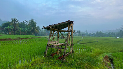 Close-up of a rustic bamboo hut standing in a lush green rice field on a foggy tropical morning