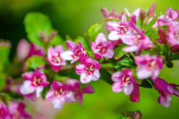 pink weigela blooms in the Botanical garden
