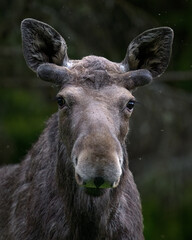 Moose bull portrait in the forest