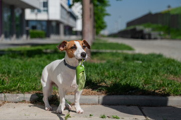 Adorable Dog with Waste Bag Ready for a Walk. 