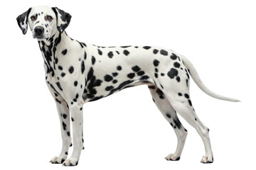 Majestic Dalmatian Dog Breed Full Body Studio Shot Canine Portrait Pet Photography