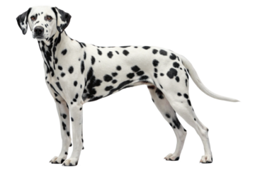 Majestic Dalmatian Dog Breed Full Body Studio Shot Canine Portrait Pet Photography