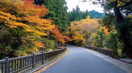 Fototapeta premium road in autumn forest